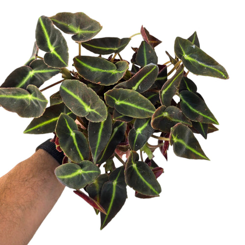 Regala un tocco tropicale ed elegante ai tuoi spazi con la Begonia ‘Listada’, una specie rara e molto apprezzata per il suo fogliame vellutato e dai contrasti sorprendenti. Le foglie sono allungate, di un verde profondo quasi vellutato, attraversate da una marcata venatura centrale color lime brillante che crea un effetto grafico distintivo. Il retro foglia, di un caldo rosso vinaccia, aggiunge ulteriore fascino e tridimensionalità.