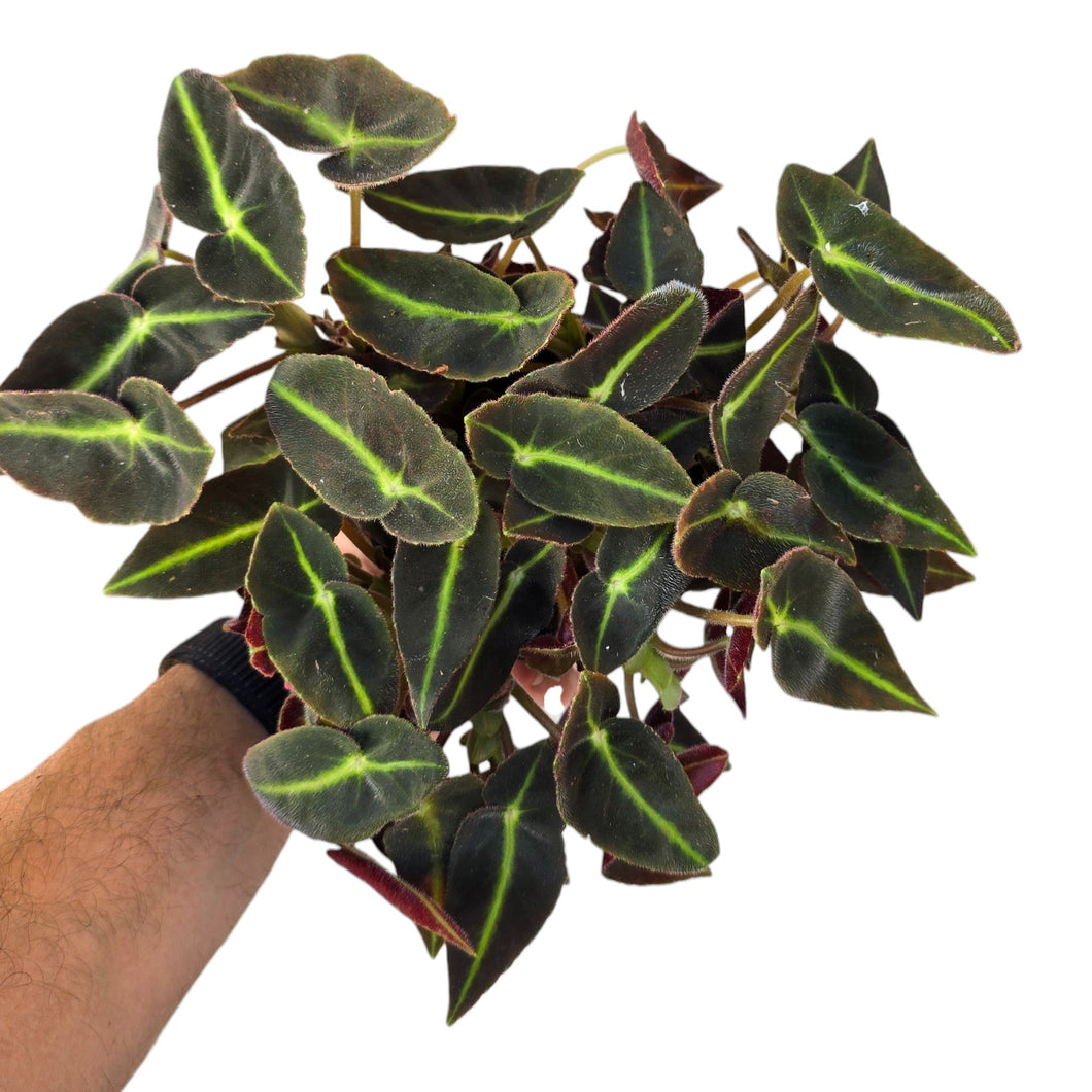 Regala un tocco tropicale ed elegante ai tuoi spazi con la Begonia ‘Listada’, una specie rara e molto apprezzata per il suo fogliame vellutato e dai contrasti sorprendenti. Le foglie sono allungate, di un verde profondo quasi vellutato, attraversate da una marcata venatura centrale color lime brillante che crea un effetto grafico distintivo. Il retro foglia, di un caldo rosso vinaccia, aggiunge ulteriore fascino e tridimensionalità.