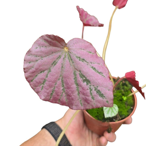 Lasciati incantare dalla Begonia 'Pinkie Winkie', una varietà decorativa dal fascino giocoso e raffinato, amata per il suo fogliame particolare e la sua colorazione brillante. Proveniente da ibridazioni di Begonie tropicali asiatiche e sudamericane, questa cultivar è una novità rara e ancora poco diffusa, perfetta per chi ama collezionare piante uniche.