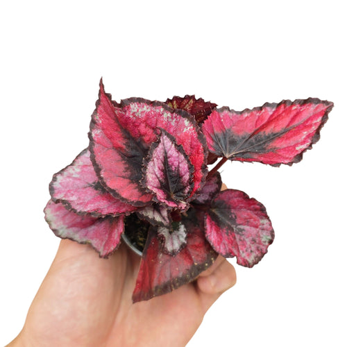 Porta un tocco di intensità e fascino nei tuoi ambienti con la Begonia Rex “Red Kiss”, una varietà compatta che conquista per i suoi contrasti cromatici unici. Le foglie a forma di cuore mostrano un fondo rosso intenso, quasi vellutato, attraversato da un centro scuro color borgogna e da una bordatura nera marcata che ne esalta la brillantezza. Il risultato è un effetto grafico e sensuale, perfetto per chi cerca una pianta dal carattere deci