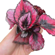 Carica l&#39;immagine nel visualizzatore di Gallery, Porta un tocco di intensità e fascino nei tuoi ambienti con la Begonia Rex “Red Kiss”, una varietà compatta che conquista per i suoi contrasti cromatici unici. Le foglie a forma di cuore mostrano un fondo rosso intenso, quasi vellutato, attraversato da un centro scuro color borgogna e da una bordatura nera marcata che ne esalta la brillantezza. Il risultato è un effetto grafico e sensuale, perfetto per chi cerca una pianta dal carattere deci
