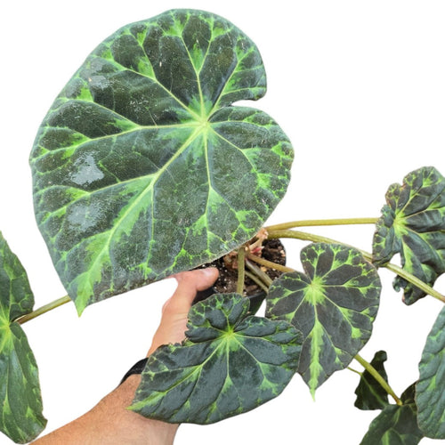 Un vero gioiello tropicale, la Begonia barsalouxiae è una specie rara e straordinaria proveniente dalle foreste umide delle Filippine, dove cresce spontaneamente in habitat ombrosi e ricchi di umidità. Ancora poco conosciuta e difficilmente reperibile nel commercio tradizionale, è una pianta da collezione che conquista per il suo fogliame vellutato e scuro, ricco di fascino e personalità.