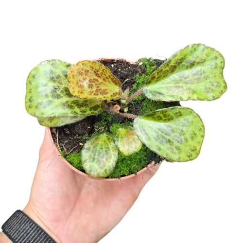 La Begonia blancii 'Mottled' è una varietà straordinaria e molto rara, originaria delle foreste pluviali delle Filippine, più precisamente dell'isola di Palawan. Introvabile nei circuiti di vendita comuni, questa pianta è un autentico oggetto del desiderio per collezionisti e amanti delle Begonie tropicali insolite.