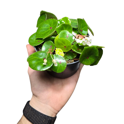 La Begonia conchifolia è una pianta tropicale affascinante, nota per le sue foglie tondeggianti e cerose, spesso caratterizzate da una distintiva macchia rossa al centro. Originaria delle foreste umide dell'America Centrale e Meridionale, questa begonia è apprezzata per la sua bellezza discreta e la facilità di coltivazione.
Ottima per terrari e come pianta da interno