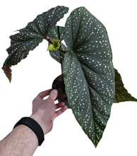 Load image into Gallery viewer, La Begonia Corallina è una pianta raffinata e decorativa, apprezzata per le sue foglie allungate e punteggiate di bianco e i suoi fiori rosa o rossi a grappolo, che ricordano piccole perle di corallo. Dal portamento eretto e slanciato, è ideale per arricchire gli ambienti con un tocco tropicale.
