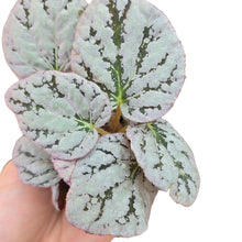 Carica l&#39;immagine nel visualizzatore di Gallery, Dona luminosità e carattere ai tuoi spazi con la Begonia Rex “Silver Dollar”, una pianta ornamentale che incanta con le sue grandi foglie tondeggianti dall’elegante effetto argentato. Il centro foglia, più scuro e sfumato, contrasta con il bordo marcato porpora, creando un aspetto grafico e sofisticato. La superficie leggermente satinata riflette la luce, valorizzando ogni angolo della casa.
