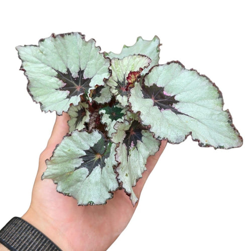 Porta un tocco di design naturale nei tuoi spazi con la Begonia Rex 'Silver Shadow' (nome generico assegnato alla varietà visibile in foto), una pianta d’appartamento sorprendente per il suo fogliame artistico e i riflessi metallici. Appartenente al gruppo delle Begonie Rex, questa cultivar si distingue per le sue foglie larghe e asimmetriche, di colore argento satinato con centro scuro quasi nero e bordatura porpora, che le conferiscono un aspetto grafico e moderno.