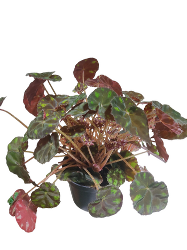 La Begonia bowerae è una pianta d'appartamento sempreverde per zone di luce molto luminose. Ha una fogliame piccolo e vistoso color cioccolato/rosso bronzo, decorato con segni colorati verdi brillanti sotto forma di artigli. La sua altezza media è di circa 20-25cm.