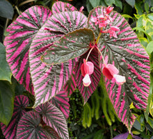 Load image into Gallery viewer, Begonia brevirimosa è un&#39;entusiasmante rarità delle foreste pluviali della Nuova Guinea. Le sue grandi foglie dall&#39;aspetto metallico sfoggiano una variegatura rosa brillante che attira sicuramente l&#39;attenzione. Questa è una forma naturale, non un ibrido coltivato. Se riesci a soddisfare le sue esigenze di base (un po&#39; di calore e umidità), è sorprendentemente facile da coltivare!
