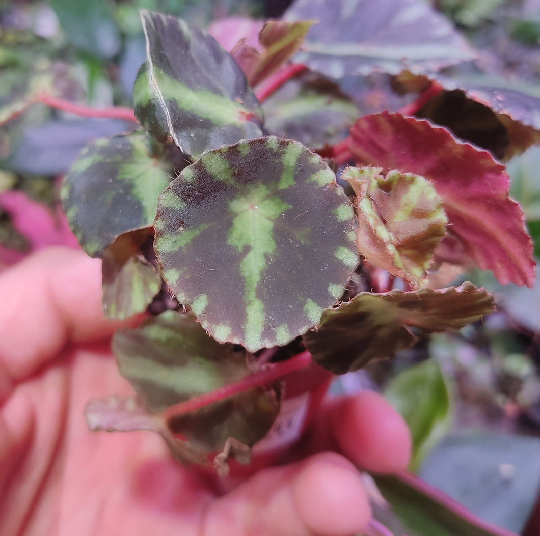 La Begonia cleopatrae è piuttosto rara da trovare. Le spesse foglie di questa Begonia  sono estremamente belle così come il disegno delle foglie. Ama ambienti umidi e un buon livello di luminosità, possibilità di montaggio in epifita su rami o pareti del terrario.