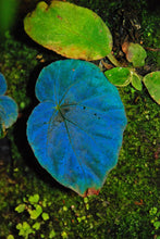 Load image into Gallery viewer, La Begonia pavonina, alias &quot;Begonia del pavone&quot;, è una delle piante più affascinanti! Le sue foglie sono di colore bronzo scuro ma possono produrre un blu iridescente scintillante alla giusta temperatura, umidità e angolo di luce che incide sulla foglia. Inoltre, quanto più cresce nell&#39;ombra, tanto più svilupperà l&#39;iridescenza blu, anche se può crescere bene in piena luce. 

