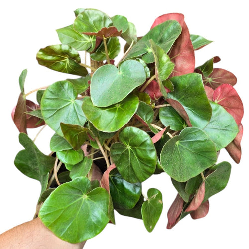 Conosciuta anche come Begonia a foglia di ninfea o “Beefsteak Begonia”, la Begonia × erythrophylla è un classico intramontabile tra le piante da interno. Si tratta di un ibrido storico, creato nel XIX secolo incrociando specie tropicali del Centro e Sud America, oggi apprezzato tanto per il suo aspetto ornamentale quanto per la sua facilità di coltivazione.