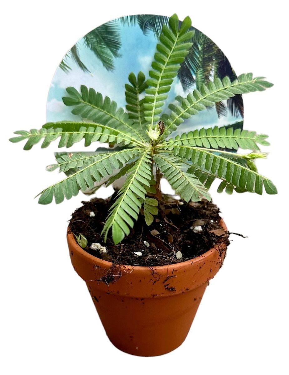  La Biophytum sensitivum è una delle piante da appartamento/terrario più affascinanti. Originaria del sud-est asiatico tropicale, si distingue per le sue foglie che si chiudono al tatto o di notte. Questa caratteristica, che le ha valso il soprannome di 