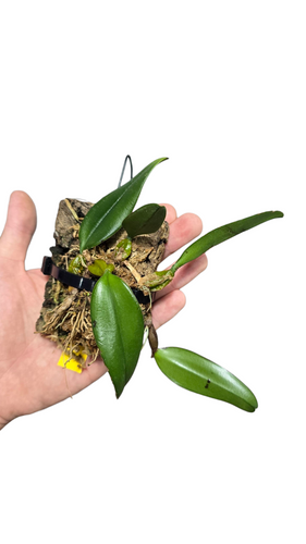 Il Bulbophyllum mearnsii è un’orchidea epifita di piccola taglia appartenente alla famiglia delle Orchidaceae, originaria delle foreste montane e umide del Sud-Est asiatico e delle Filippine. In natura cresce ancorata ai tronchi e ai rami degli alberi, dove gode di alta umidità, buona ventilazione e luce diffusa. È una specie apprezzata per il suo portamento compatto e la fioritura singolare e colorata.