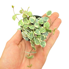 Carica l&#39;immagine nel visualizzatore di Gallery, Un piccolo gioiello sospeso: la Ceropegia woodii variegata, conosciuta anche come String of Hearts variegata, è una pianta succulenta da collezione molto apprezzata per il suo portamento ricadente e il fogliame unico. Originaria del Sudafrica, in natura cresce come pianta strisciante e ricadente, sviluppandosi tra rocce e terreni aridi, dove sfrutta i suoi tuberi per resistere ai periodi di siccità.
