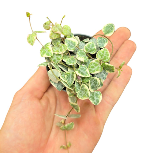 Un piccolo gioiello sospeso: la Ceropegia woodii variegata, conosciuta anche come String of Hearts variegata, è una pianta succulenta da collezione molto apprezzata per il suo portamento ricadente e il fogliame unico. Originaria del Sudafrica, in natura cresce come pianta strisciante e ricadente, sviluppandosi tra rocce e terreni aridi, dove sfrutta i suoi tuberi per resistere ai periodi di siccità.