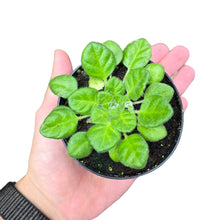 Carica l&#39;immagine nel visualizzatore di Gallery, Una delle Gesneriaceae più eleganti e rare in coltivazione: la Chirita (Primulina) tamiana ‘Blue Wonder’ è un piccolo gioiello botanico, apprezzato dai collezionisti di piante tropicali per il suo portamento compatto e la fioritura spettacolare. Questa varietà, originaria delle foreste umide del Vietnam settentrionale, incarna la grazia e la delicatezza delle piante da sottobosco asiatiche, trasformando ogni angolo in un piccolo giardino tropicale in miniatura.
