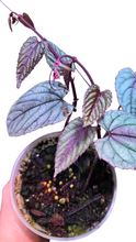 Carica l&#39;immagine nel visualizzatore di Gallery, La Cissus discolor ‘Silver Purple’ è una varietà rara e straordinariamente scenografica della famiglia delle Vitaceae, la stessa della vite. Originaria delle foreste pluviali del Sud-Est asiatico, cresce come rampicante elegante nei sottoboschi umidi e ombrosi, aggrappandosi ai tronchi con fusti sottili e flessibili.
Questa forma selezionata si distingue per il suo fogliare dai riflessi metallici e cangianti, che unisce toni argentati e viola su fondo rossastro, creando un effetto quasi iridescente e profon
