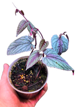 Carica l&#39;immagine nel visualizzatore di Gallery, La Cissus discolor ‘Silver Purple’ è una varietà rara e straordinariamente scenografica della famiglia delle Vitaceae, la stessa della vite. Originaria delle foreste pluviali del Sud-Est asiatico, cresce come rampicante elegante nei sottoboschi umidi e ombrosi, aggrappandosi ai tronchi con fusti sottili e flessibili.
Questa forma selezionata si distingue per il suo fogliare dai riflessi metallici e cangianti, che unisce toni argentati e viola su fondo rossastro, creando un effetto quasi iridescente e profon
