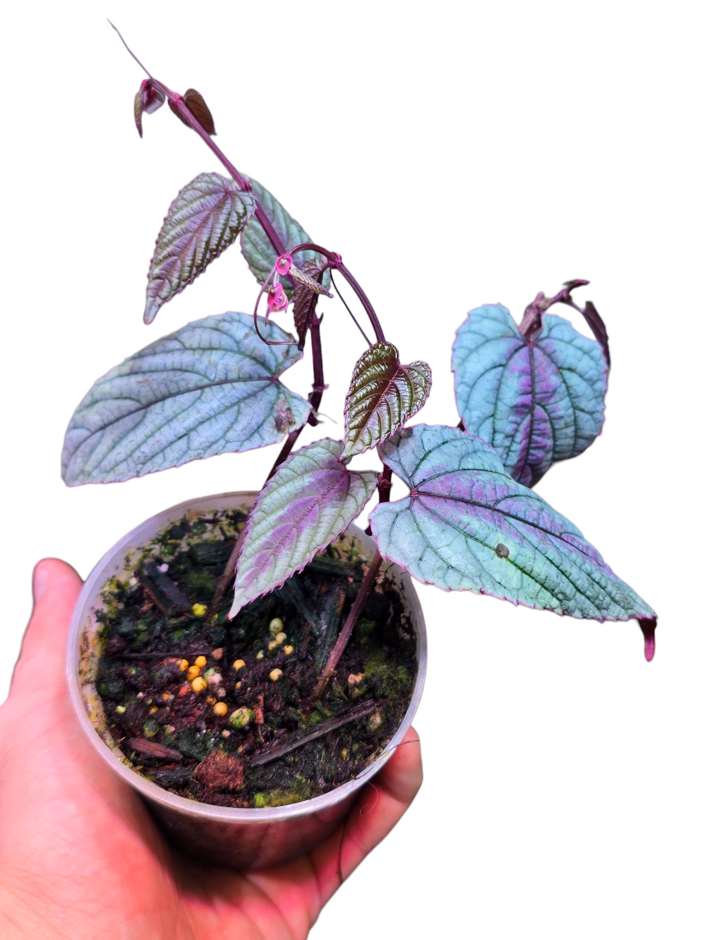 La Cissus discolor ‘Silver Purple’ è una varietà rara e straordinariamente scenografica della famiglia delle Vitaceae, la stessa della vite. Originaria delle foreste pluviali del Sud-Est asiatico, cresce come rampicante elegante nei sottoboschi umidi e ombrosi, aggrappandosi ai tronchi con fusti sottili e flessibili.
Questa forma selezionata si distingue per il suo fogliare dai riflessi metallici e cangianti, che unisce toni argentati e viola su fondo rossastro, creando un effetto quasi iridescente e profon