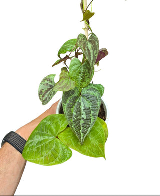La Dioscorea discolor è una pianta rampicante tropicale straordinaria, appartenente alla famiglia delle Dioscoreaceae, e originaria delle foreste pluviali del Sud America, in particolare del Brasile. È una delle specie più spettacolari del genere, non tanto per i fiori, quanto per le sue foglie cangianti e vellutate, che sembrano uscite da una tavolozza d’artista.