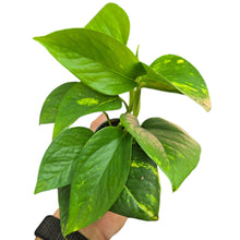 Carica l&#39;immagine nel visualizzatore di Gallery, Un grande classico del verde da interni: l’Epipremnum pinnatum ‘Aureum’, conosciuto comunemente come Pothos dorato, è una delle piante d’appartamento più amate e versatili al mondo. Originario delle foreste tropicali del Sud-Est asiatico e delle isole del Pacifico, in natura cresce come rampicante vigoroso, arrampicandosi sugli alberi e sviluppando foglie sempre più grandi e fenestrate con l’età.
