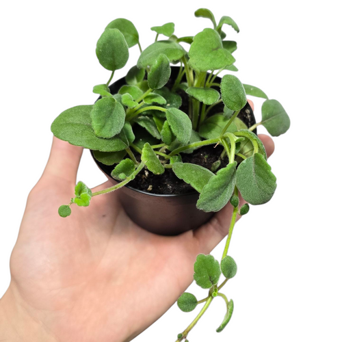 L’Episcia dianthiflora è una pianta erbacea perenne appartenente alla famiglia delle Gesneriaceae, originaria delle foreste tropicali dell’America Centrale e del Sud, dove cresce come tappezzante o epifita su tronchi umidi e terreni ricchi di materia organica. È strettamente imparentata con la violetta africana (Saintpaulia), da cui eredita la predilezione per ambienti caldi, umidi e con luce diffusa.