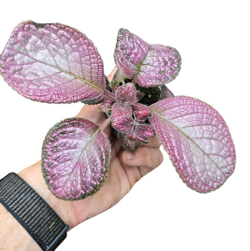 La Episcia ‘Malayan Gem’ è una pianta tropicale strisciante e decorativa, appartenente alla famiglia delle Gesneriaceae, originaria delle foreste umide del Sud-Est Asiatico, in particolare della Malesia e delle regioni limitrofe. Apprezzata per il suo fogliame lucente e vellutato, questa varietà è diventata una delle preferite tra i collezionisti di piante da interno per la sua bellezza compatta e brillante.
