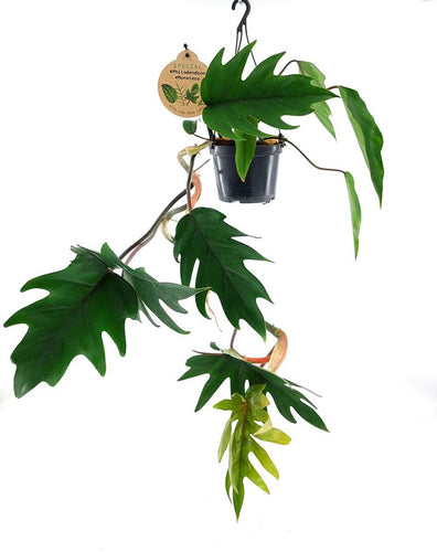 A volte venduto anche come Philodendron 'Tahiti', questo filodendro rampicante ti trasporterà sicuramente in un'oasi tropicale! Uno dei generi di piante d'appartamento più variabili sul mercato, i filodendri possono essere disponibili in molte forme, dimensioni, forme e colori! La maggior parte dei filodendri sono di tipo rampicante, e molti filodendri cambieranno la forma delle foglie man mano che maturano!