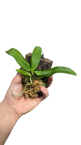 Il Gastrochilus obliquus è un’orchidea epifita di piccola taglia appartenente alla famiglia delle Orchidaceae, originaria delle foreste umide montane del Sud-Est asiatico, in particolare di Cina meridionale, Myanmar, Thailandia e Vietnam. Vive ancorata ai rami o ai tronchi degli alberi in zone ombrose e costantemente umide, dove beneficia di una buona ventilazione e di una luce filtrata.