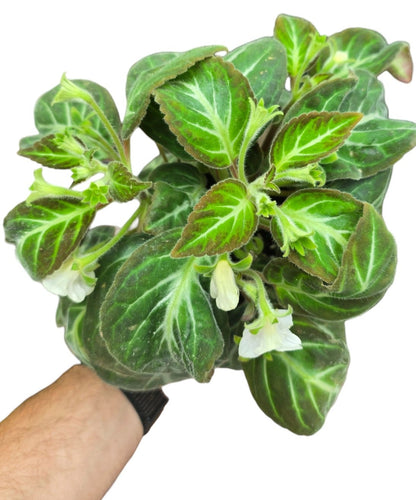 La Gloxinella lindeniana è una piccola gemma botanica della famiglia delle Gesneriaceae, originaria delle foreste umide montane delle Ande sudamericane, in particolare tra Colombia, Ecuador e Perù. Si tratta di una pianta erbacea compatta, coltivata quasi esclusivamente per la straordinaria bellezza delle sue foglie, che sembrano ricamate a mano.