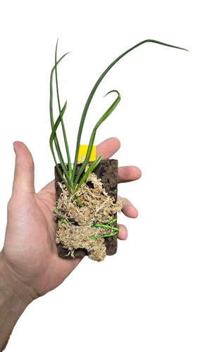 L’Holcoglossum subulifolium è un’orchidea epifita di piccole dimensioni appartenente alla famiglia delle Orchidaceae, originaria delle regioni montane della Cina meridionale, del Myanmar e del Vietnam settentrionale. Cresce ancorata ai rami o alle cortecce degli alberi nelle foreste umide di media altitudine, dove gode di luce filtrata, alta umidità e ottima circolazione d’aria.