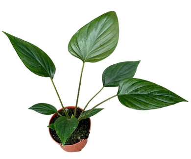 La Homalomena rubescens 