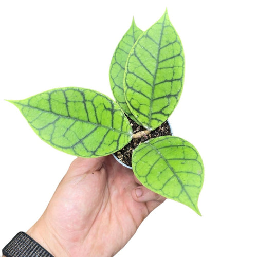 Tra le più spettacolari e richieste Hoyas da collezione, la Hoya callistophylla è una pianta epifita originaria delle foreste pluviali del Borneo e della Malesia, dove cresce aggrappata ai tronchi degli alberi sotto le chiome fitte della giungla. Amatissima dai collezionisti di piante esotiche, è nota per le sue foglie spesse, coriacee e finemente venate, che sembrano intagliate a mano.