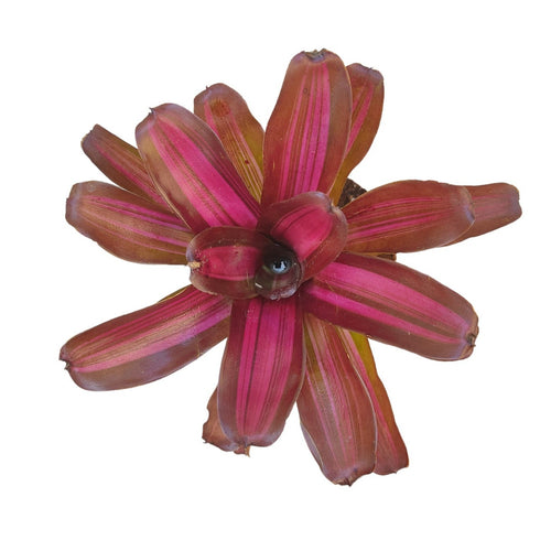 La Neoregelia Iris è un vero classico. Una bellissima colorazione rossa con striature rosate appare sulle foglie verdi vivide. Per risultati ottimali, questa bromelia dovrebbe essere sempre posizionata sotto le nostre luci a LED Skylight. Ci vuole tempo perché si formino le propaggini alla base di questa bromelia.