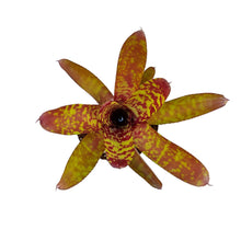 Load image into Gallery viewer, Neoregelia Wild Tiger

