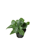 Load image into Gallery viewer, Fittonia verschaffeltii
