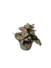 Load image into Gallery viewer, Fittonia verschaffeltii
