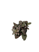 Load image into Gallery viewer, Fittonia verschaffeltii
