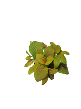 Load image into Gallery viewer, Fittonia verschaffeltii
