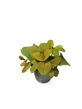 Load image into Gallery viewer, Fittonia verschaffeltii
