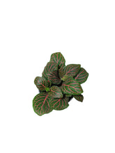 Load image into Gallery viewer, Fittonia verschaffeltii
