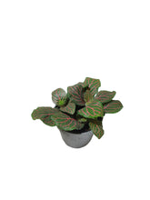 Load image into Gallery viewer, Fittonia verschaffeltii
