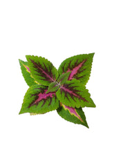 Load image into Gallery viewer, Coleus Blumei
