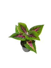 Load image into Gallery viewer, Coleus Blumei
