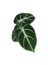 Load image into Gallery viewer, Alocasia black velvet
