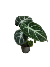 Load image into Gallery viewer, Alocasia black velvet
