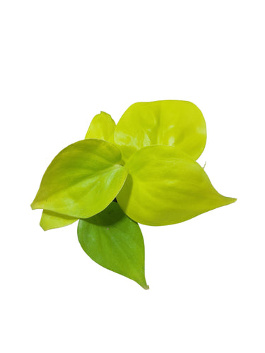 Il Philodendron scandens lime, comunemente noto come Philodendron lime, è una pianta da interno molto apprezzata, appartenente alla famiglia delle Araceae. Questa pianta rampicante è originaria delle regioni tropicali dell'America Centrale e del Sud, e si distingue per il suo fogliame affascinante e decorativo.