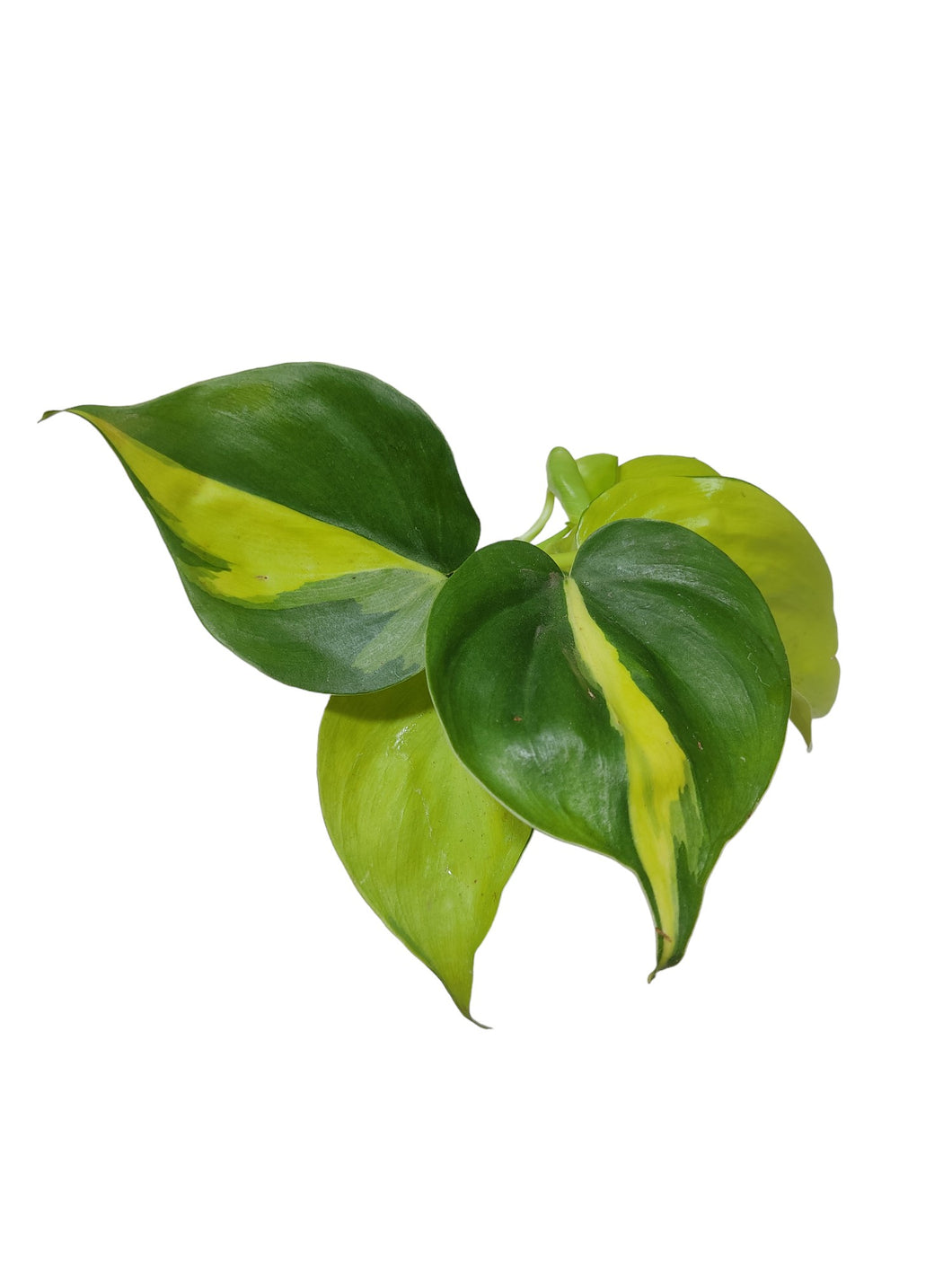 Il Philodendron scandens Brasil, comunemente noto come Philodendron Brasil, è una pianta da interno molto apprezzata, appartenente alla famiglia delle Araceae. Questa pianta rampicante è originaria delle regioni tropicali dell'America Centrale e del Sud, e si distingue per il suo fogliame affascinante e decorativo.