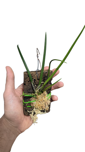 Il Leptotes bicolor è un’orchidea epifita miniaturizzata appartenente alla famiglia delle Orchidaceae, originaria delle foreste montane del Brasile, del Paraguay e dell’Argentina. In natura cresce ancorata ai rami e ai tronchi degli alberi, dove beneficia di buona luminosità, costante umidità e un’ottima circolazione d’aria. È una specie apprezzata per le dimensioni compatte e per la fioritura abbondante e profumata.